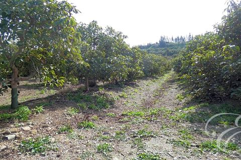 Landejendom i Velez Malaga, Malaga, Velez Malaga - € 700.000 | Ref: XL4324 - foto 12