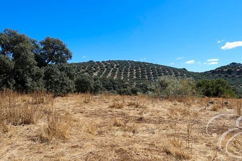 Landejendom i Rute, Cordoba, Rute - € 995.000 | Ref: XL3904 - foto 18