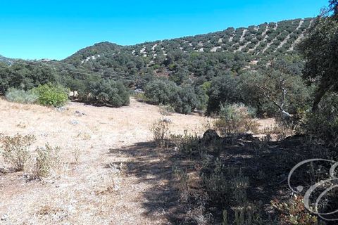 Landejendom i Rute, Cordoba, Rute - € 995.000 | Ref: XL3904 - foto 19