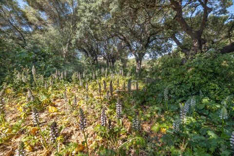Tomt i Pollenca, Mallorca, Pollenca - € 325 000 | Ref: POL0589 - foto 4