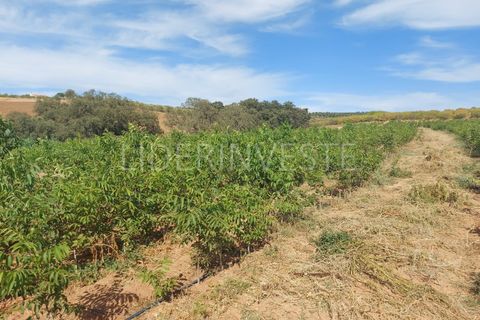 Landejendom i Serpa, Beja, Serpa - € 1.300.000 | Ref: H21968 - foto 4