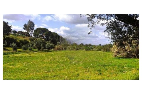 Terra a Montargil, Portalegre, Montargil - € 65.000 | Ref: W6318 - foto 3