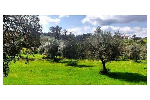 Terra a Montargil, Portalegre, Montargil - € 65.000 | Ref: W6318 - foto 4