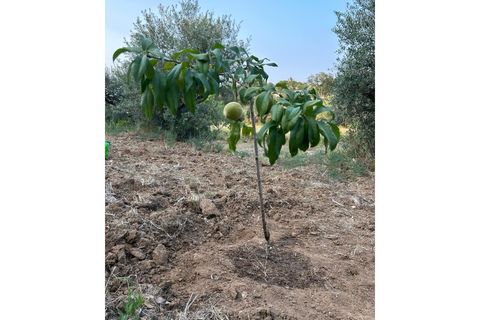 Terra a Montargil, Portalegre, Montargil - € 65.000 | Ref: W6318 - foto 5