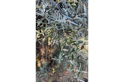 Terra a Montargil, Portalegre, Montargil - € 65.000 | Ref: W6318 - foto 7