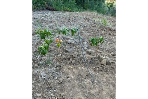 Terra a Montargil, Portalegre, Montargil - € 65.000 | Ref: W6318 - foto 8