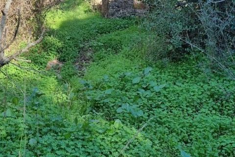 Ruinere i Silves, Faro, Silves - € 250.000 | Ref: 301 - foto 5