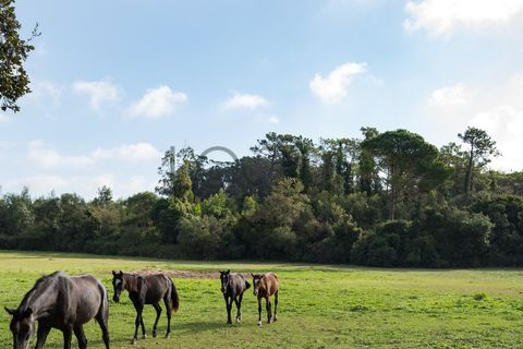Farm i Obidos, Leiria, Obidos - € 4.950.000 | Ref: PT009-6 - foto 38