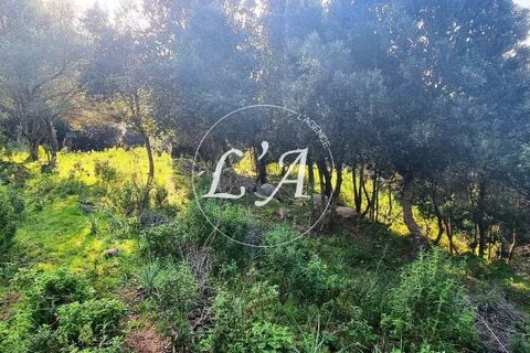 Terra a Coti-Chiavari, Corse-du-Sud, Coti-Chiavari - € 863.200 | Ref: COTM000625OLI - foto 23