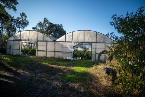 Landejendom i Valenca, Viana do Castelo, Valenca - € 650.000 | Ref: AV6166 - foto 7