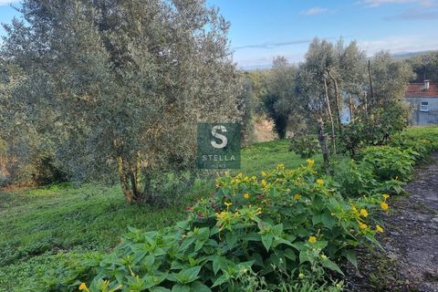 Helårsgrund i Mortagua, Viseu, Mortagua - € 35.000 | Ref: SH0042-2024 - foto 16