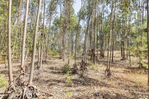 Villa i Coruche, Santarem, Coruche - € 120.000 | Ref: 120611304-972 - foto 9