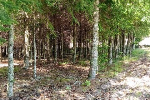Terra a Bigorne, Viseu, Bigorne - € 90.000 | Ref: LMG_3924 - N - foto 3