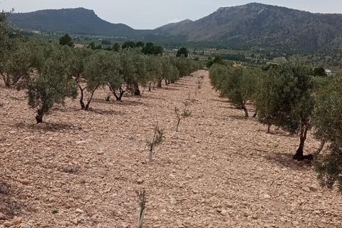 Tomt i Salinas, Alicante, Salinas - € 67 999 | Ref: IVO13680 - foto 2