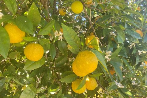 Villa i Odiaxere, Faro, Odiaxere - € 2.199.000 | Ref: M3723 - foto 41