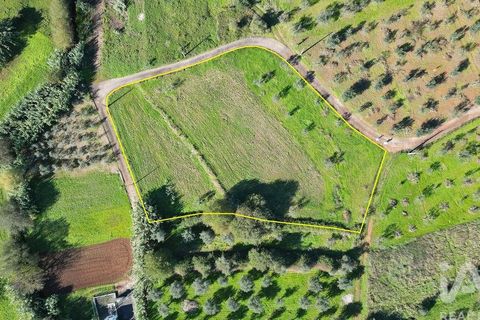 Terra a Penela, Coimbra, Penela - € 15.000 | Ref: 131140 - foto 10