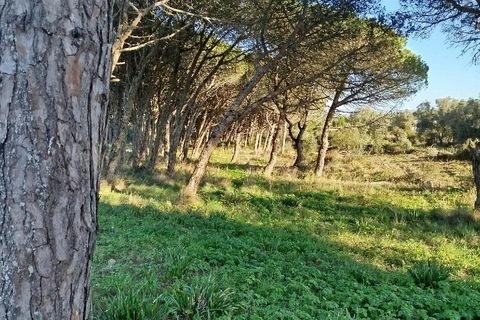Helårsgrund i Sintra, Lisbon, Sintra - € 450.000 | Ref: ptm4386 - foto 2
