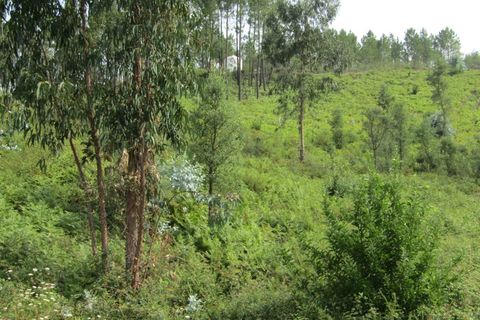 Terra a Sardoal, Santarem, Sardoal - € 70.000 | Ref: P22-166 - foto 3