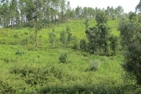 Terra a Sardoal, Santarem, Sardoal - € 70.000 | Ref: P22-166 - foto 4