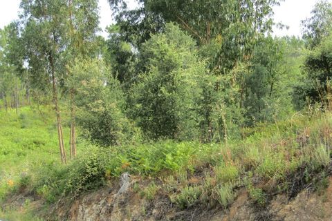 Terra a Sardoal, Santarem, Sardoal - € 70.000 | Ref: P22-166 - foto 6