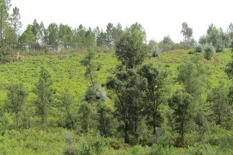 Terra a Sardoal, Santarem, Sardoal - € 70.000 | Ref: P22-166 - foto 7