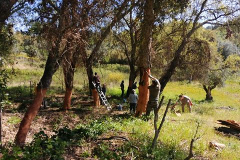 Helårsgrund i Sardoal, Santarem, Sardoal - € 16.000 | Ref: P24-198 - foto 2
