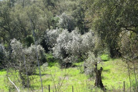 Helårsgrund i Sardoal, Santarem, Sardoal - € 16.000 | Ref: P24-198 - foto 8