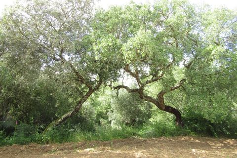 Terra a Mouriscas, Santarem, Mouriscas - € 56.000 | Ref: P24-201 - foto 3