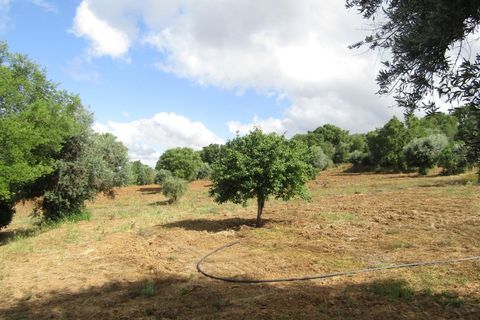 Terra a Mouriscas, Santarem, Mouriscas - € 56.000 | Ref: P24-201 - foto 5