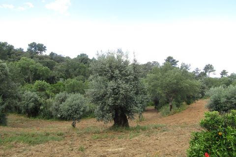 Terra a Mouriscas, Santarem, Mouriscas - € 56.000 | Ref: P24-201 - foto 2