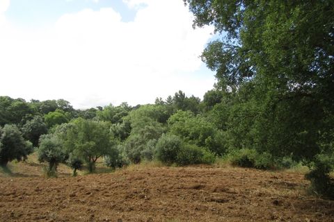 Terra a Mouriscas, Santarem, Mouriscas - € 56.000 | Ref: P24-201 - foto 4