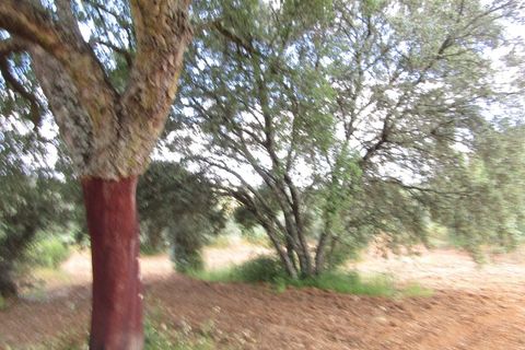 Terra a Mouriscas, Santarem, Mouriscas - € 56.000 | Ref: P24-201 - foto 11