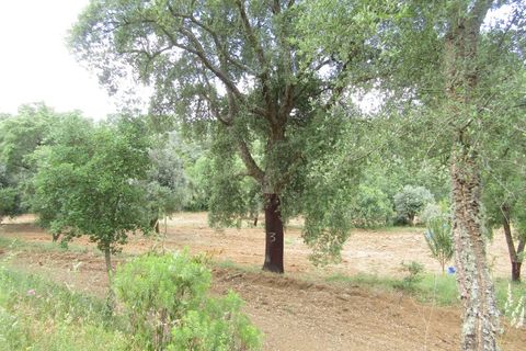 Terra a Mouriscas, Santarem, Mouriscas - € 56.000 | Ref: P24-201 - foto 12