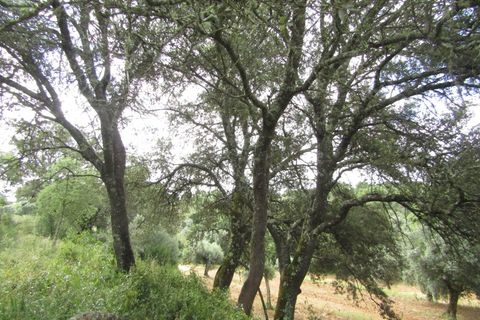Terra a Mouriscas, Santarem, Mouriscas - € 56.000 | Ref: P24-201 - foto 13