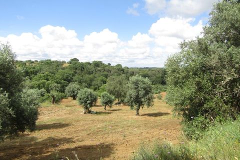 Terra a Mouriscas, Santarem, Mouriscas - € 56.000 | Ref: P24-201 - foto 14