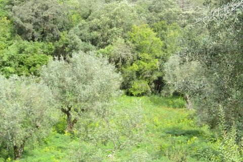 Helårsgrund i Tomar, Santarem, Tomar - € 52.500 | Ref: P24-200 - foto 4
