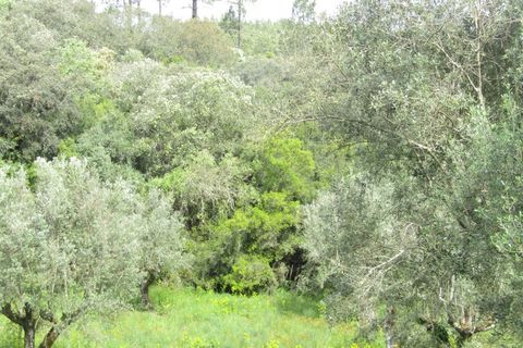 Helårsgrund i Tomar, Santarem, Tomar - € 52.500 | Ref: P24-200 - foto 6