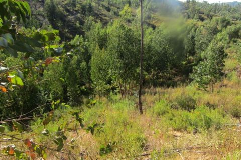 Helårsgrund i Sardoal, Santarem, Sardoal - € 14.500 | Ref: P22-119 - foto 5