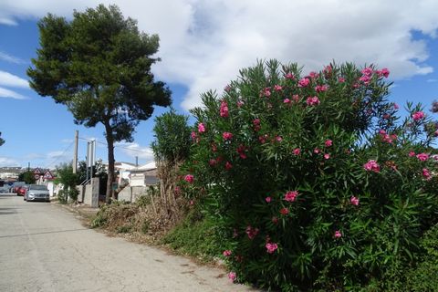 Terra a Teulada, Alicante, Teulada - € 250.000 | Ref: P16386* - foto 2