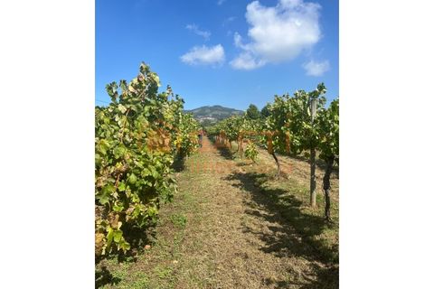 Farm i Lousada, Porto, Lousada - € 990.000 | Ref: SAFTI:006097 - foto 19