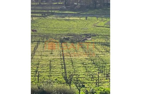 Farm i Lousada, Porto, Lousada - € 990.000 | Ref: SAFTI:006097 - foto 30