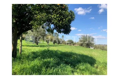 Landejendom i Tomar, Santarem, Tomar - € 250.000 | Ref: 828/19 - foto 22
