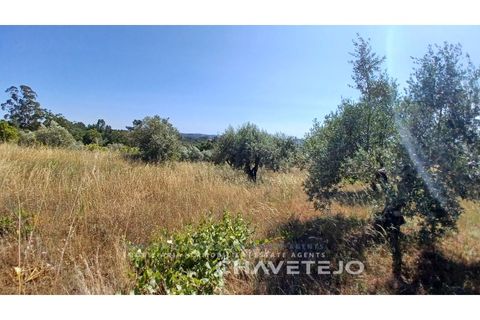 Terra a Tomar, Santarem, Tomar - € 50.000 | Ref: 608/23 - foto 3