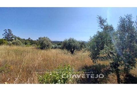 Terra a Tomar, Santarem, Tomar - € 50.000 | Ref: 608/23 - foto 5