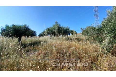 Terra a Tomar, Santarem, Tomar - € 50.000 | Ref: 608/23 - foto 6