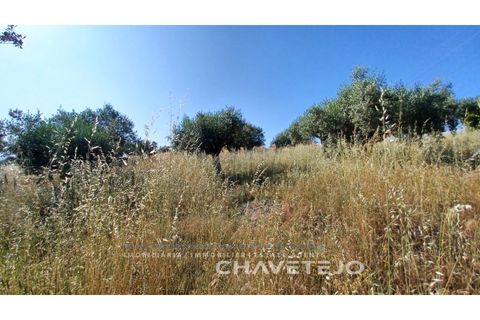 Terra a Tomar, Santarem, Tomar - € 50.000 | Ref: 608/23 - foto 8