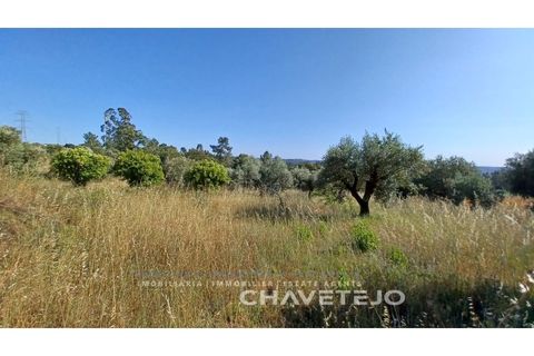 Terra a Tomar, Santarem, Tomar - € 50.000 | Ref: 608/23 - foto 9