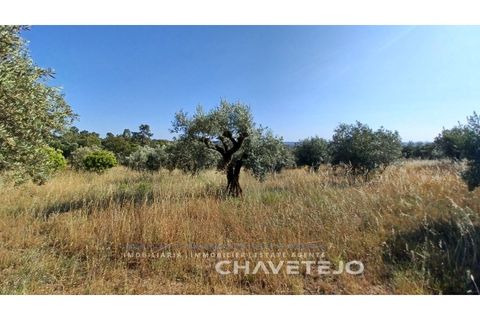 Terra a Tomar, Santarem, Tomar - € 50.000 | Ref: 608/23 - foto 10