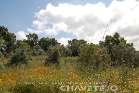 Terra a Tomar, Santarem, Tomar - € 7.000 | Ref: 614/22 - foto 2