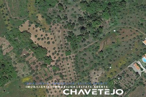 Terra a Tomar, Santarem, Tomar - € 7.000 | Ref: 614/22 - foto 3